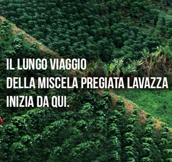 Grüne Kaffeebäume auf der Plantage von Lavazza